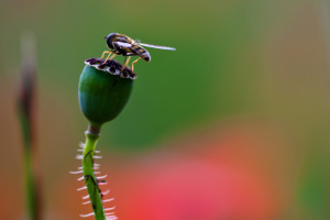 Le ali della natura ItriEventi